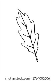 Vector illustration of an oak leaf. Doodle and outline elements of nature design. Black contour isolated on white background