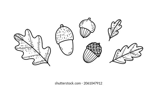 Vector illustration with oak leaves and acorn nuts. Nature doodle print for cards, invitations, stickers etc.