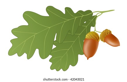 Vector illustration of oak leaves and acorns.