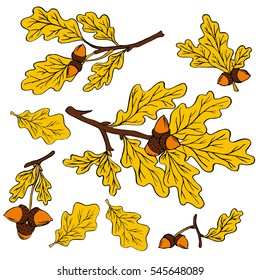 vector illustration of oak leaves and branches on a white background