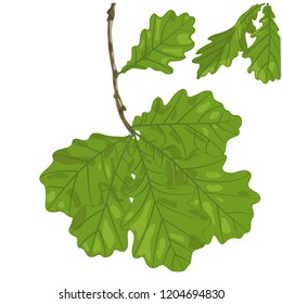 Vector Illustration of Oak Leaves . Drawing of Foliage in Green Colors. Botanical Picture for Spring and Summer Seasons