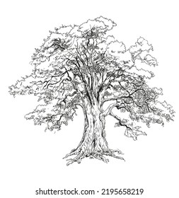 Vector illustration of oak tree