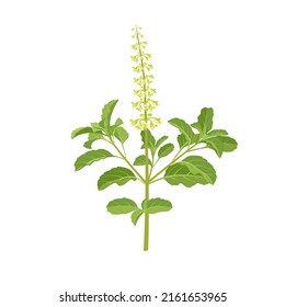 Vector illustration of Ocimum tenuiflorum, known as holy basil or tulsi, isolated on white background.