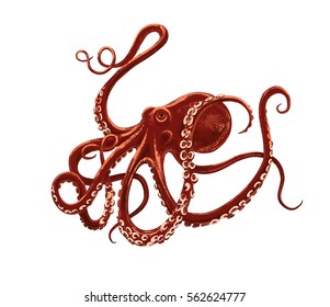 vector illustration of octopus