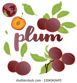 vector illustration ofplum and leaf design with lettering background white EPS10