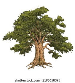 Vektorgrafik des alten grünen Eichenbaums