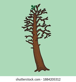 Vector illustration of Old pine tree