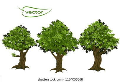 Vector illustration of old trees from a fairy tale in bright green leaves, textured oak tree trunk with embossed bark