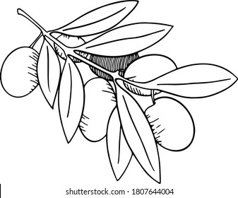 Vector illustration of Olive branch