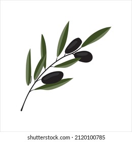 ilustración vectorial de la rama de olivo