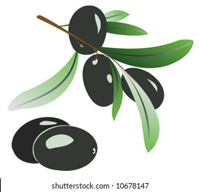 Vector illustration of olive branch with black olives on white