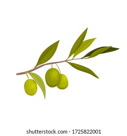 Vector illustration with olive branch in cartoon style. Label for olive oil producers, packaging design for olives. Natural realistic green fruits.