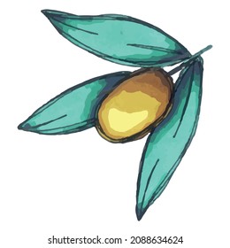 Vector illustration of olive branch. Colorful hand drawn eco food clip art isolated on white background. For print, web, design, decor.
