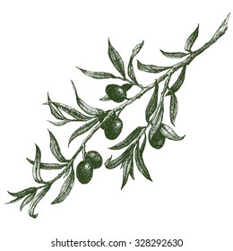 vector illustration of the olive branch, olive festival in Spain, olive oil,graphics