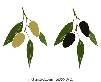 Vector illustration of olive branch with green and black olives isolated on white background. Design for olive or organic products