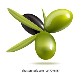 Vector illustration of the olive branch. Green and black olives with leaves. Not tracing. 