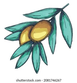 Ilustración vectorial de la rama de olivo. Pintura de clip de comida ecológica dibujada a mano aislada en fondo blanco. Para imprimir, web, diseño, decoración.