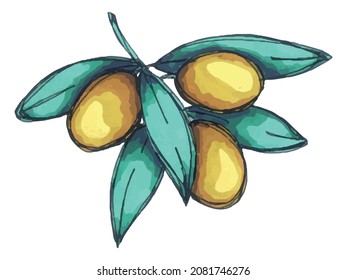 Ilustración vectorial de la rama de olivo. Pintura de clip de comida ecológica dibujada a mano aislada en fondo blanco. Para imprimir, web, diseño, decoración.