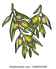 Vector illustration of Olive Branch. Isolated on white background drawing of Olives.