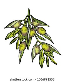 Vector illustration of Olive Branch. Isolated on white background drawing of Olives.