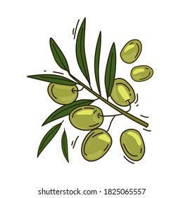 Vector illustration of an olive branch. Isolated background.