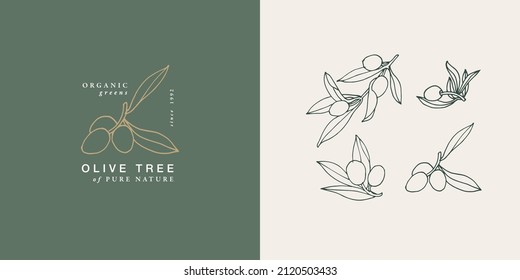 Vector illustration olive branch - vintage engraved style. Logo composition in retro botanical style