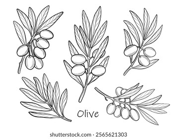 Vector illustration of olive branches, black and white floral elements, outline botanical sketch.