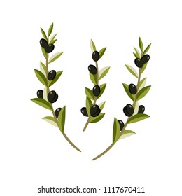Vector illustration of olive branches for design.  