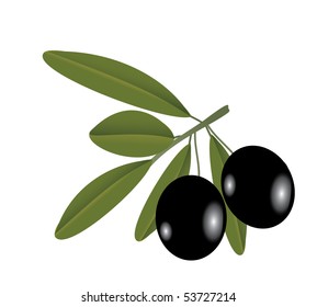Vector illustration of the olive on the branch over the white background
