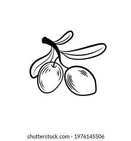 Vector illustration, Olive sprig, black and white icon template isolated on white background.
