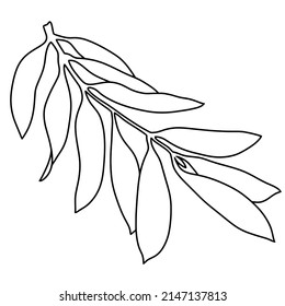 Vector illustration. Olive tree branch, line, minimalist monochrome botanical illustration on a white background
