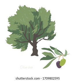 Ilustración vectorial del olivo y sus partes. 