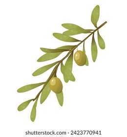 Ilustración vectorial con aceitunas. Una rama con aceitunas verdes y hojas