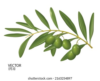 plantilla de diseño de aceitunas de ilustración vectorial, con hojas 