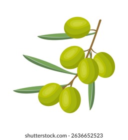 vector illustration of olives, isolated background