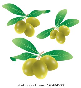 vector illustration of  olives on branch with leaves