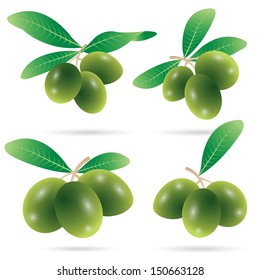 vector illustration of  olives on branch with leaves set