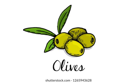 Vector Illustration of Olives Sketch Style
