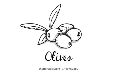 Vector Illustration of Olives Sketch Style