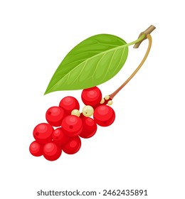 Vector illustration, Omija or Schisandra chinensis, isolated on white background.