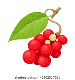 Vector illustration, Omija or Schisandra chinensis, isolated on white background.