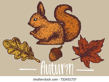 Vector illustration on an autumn theme, squirrel with acorn. Template for card, poster, banner, print for t-shirt and other uses. 
