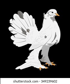 Vector illustration on a black background beautiful white dove feathered feet long, beautiful tail and a small crest on the head