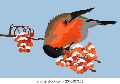 Vector illustration on bullfinch on the branch, eating ashberry. Winter concept. Light blue background.