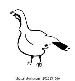 Vector illustration on a graphic tablet. Hand drawing. Silhouette of turkeys.