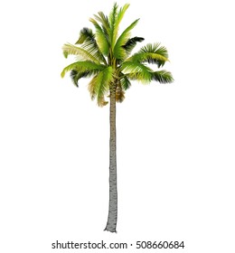 Vector illustration on a graphic tablet. Hand drawing.Palm tree, branches of palm trees made gradient.