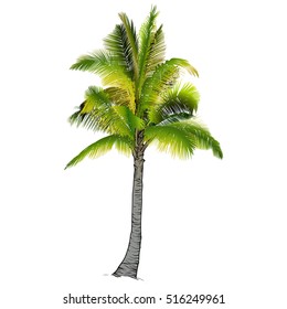 Vector illustration on a graphic tablet. Hand drawing.Palm tree, branches of palm trees made gradient.