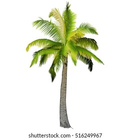 Vector illustration on a graphic tablet. Hand drawing.Palm tree, branches of palm trees made gradient.