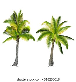 Vector illustration on a graphic tablet. Hand drawing.Two palm trees, branches of palm trees made gradient.