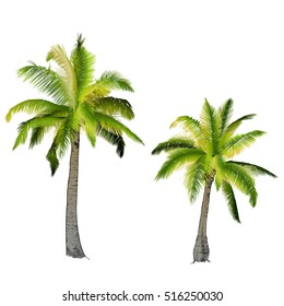 Vector illustration on a graphic tablet. Hand drawing.Two palm trees, branches of palm trees made gradient.